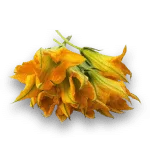 Flor de Calabaza