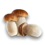 Funghi Porcini